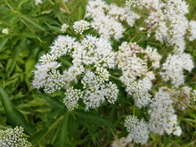 200 TALL WHITE BONESET (Thoroughwort) Eupatorium Perfoliatum Flower Seeds