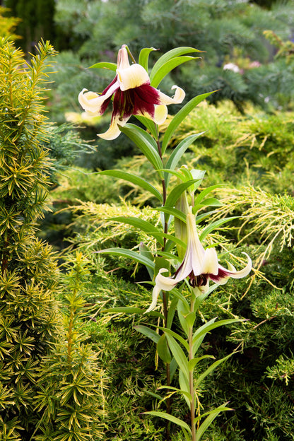 5 NEPAL LILY Green & Maroon Lilium Nepalense Fragrant Flower Seeds