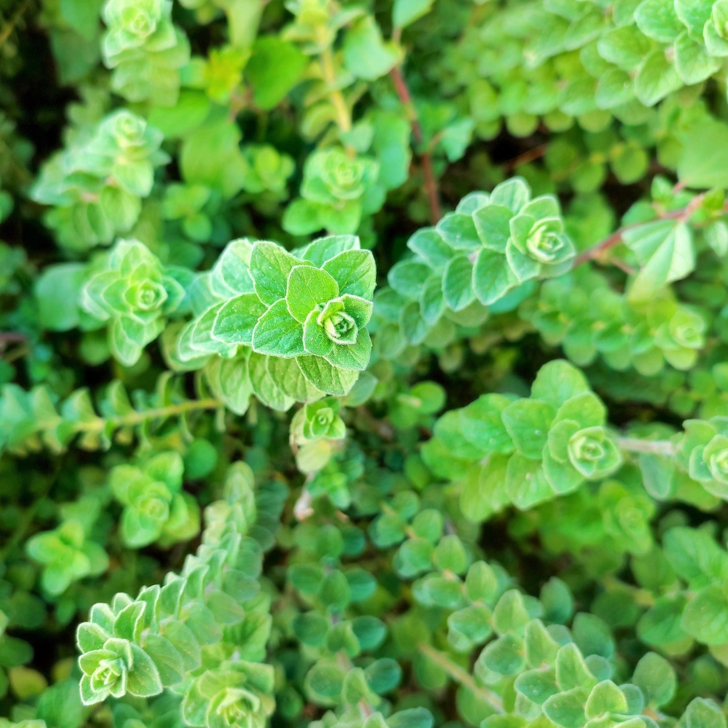 2000 SWEET MARJORAM Origanum Majorana Herb Flower Seeds