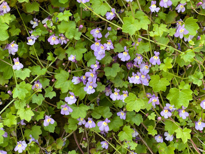 100 KENILWORTH IVY (Ivy-Leaved Toadflax) Cymbalaria Muralis Vine Flower Seeds