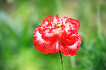 1000 Mixed Colors DOUBLE SHIRLEY POPPY Papaver Rhoeas Flower Seeds