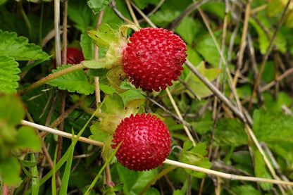 50 Red Indian TUTTIFRUTTI STRAWBERRY Duchesnea Indica Flower Berry Fruit Seed