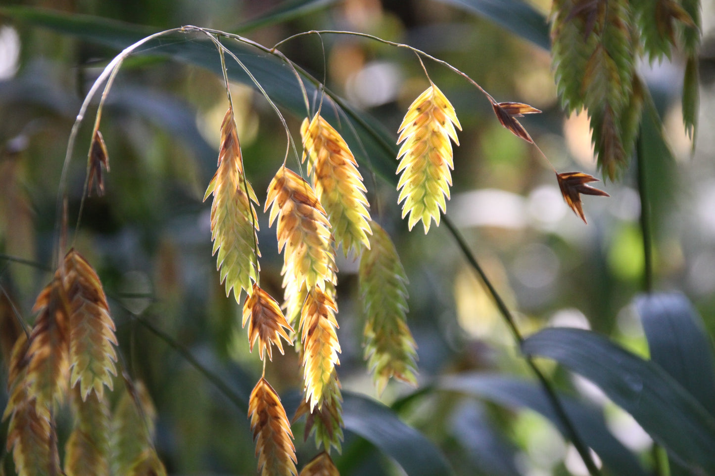 100 NORTHERN SEA OATS Grass Inland Chasmanthium Seeds