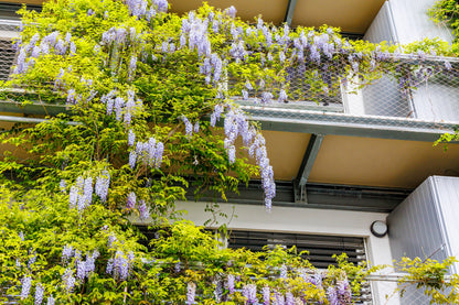 5 JAPANESE WISTERIA Floribunda Flower Purple Ornamental Vine Climber Seeds