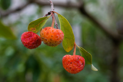 20 HIMALAYAN DOGWOOD / STRAWBERRY Tree Cornus Capitata White & Pink Flower Red Fruit Seeds