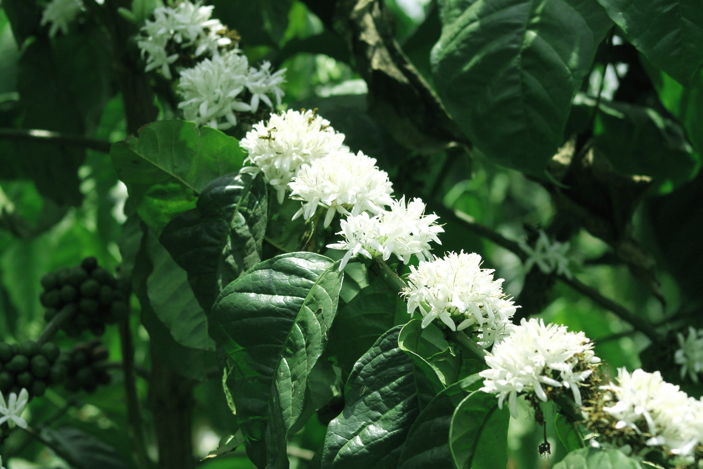 15 ARABICA COFFEE Tree Shrub Seeds - Grow your own coffee!