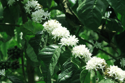 15 ARABICA COFFEE Tree Shrub Seeds - Grow your own coffee!