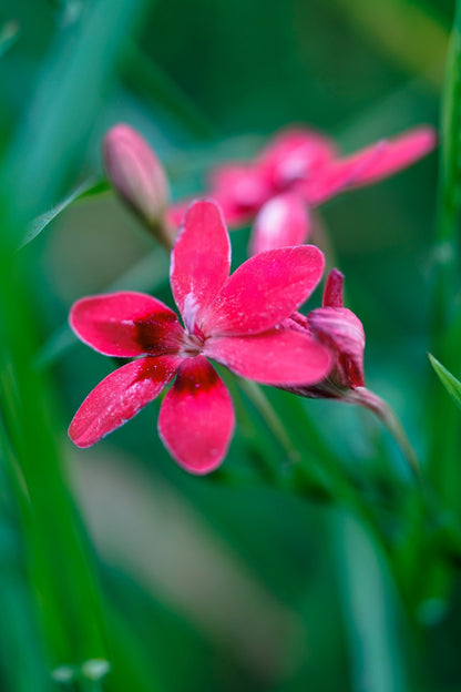20 PAINTED PETALS FREESIA Mixed Colors Anomatheca Laxa Red Blue Pink White Purple Flower Seeds