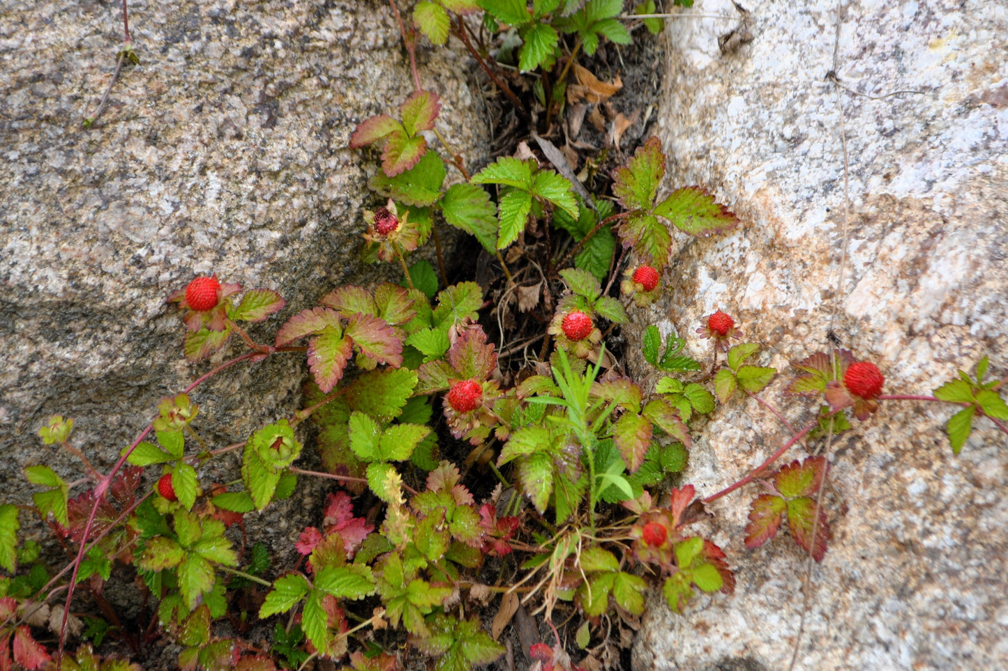 50 Red Indian TUTTIFRUTTI STRAWBERRY Duchesnea Indica Flower Berry Fruit Seed