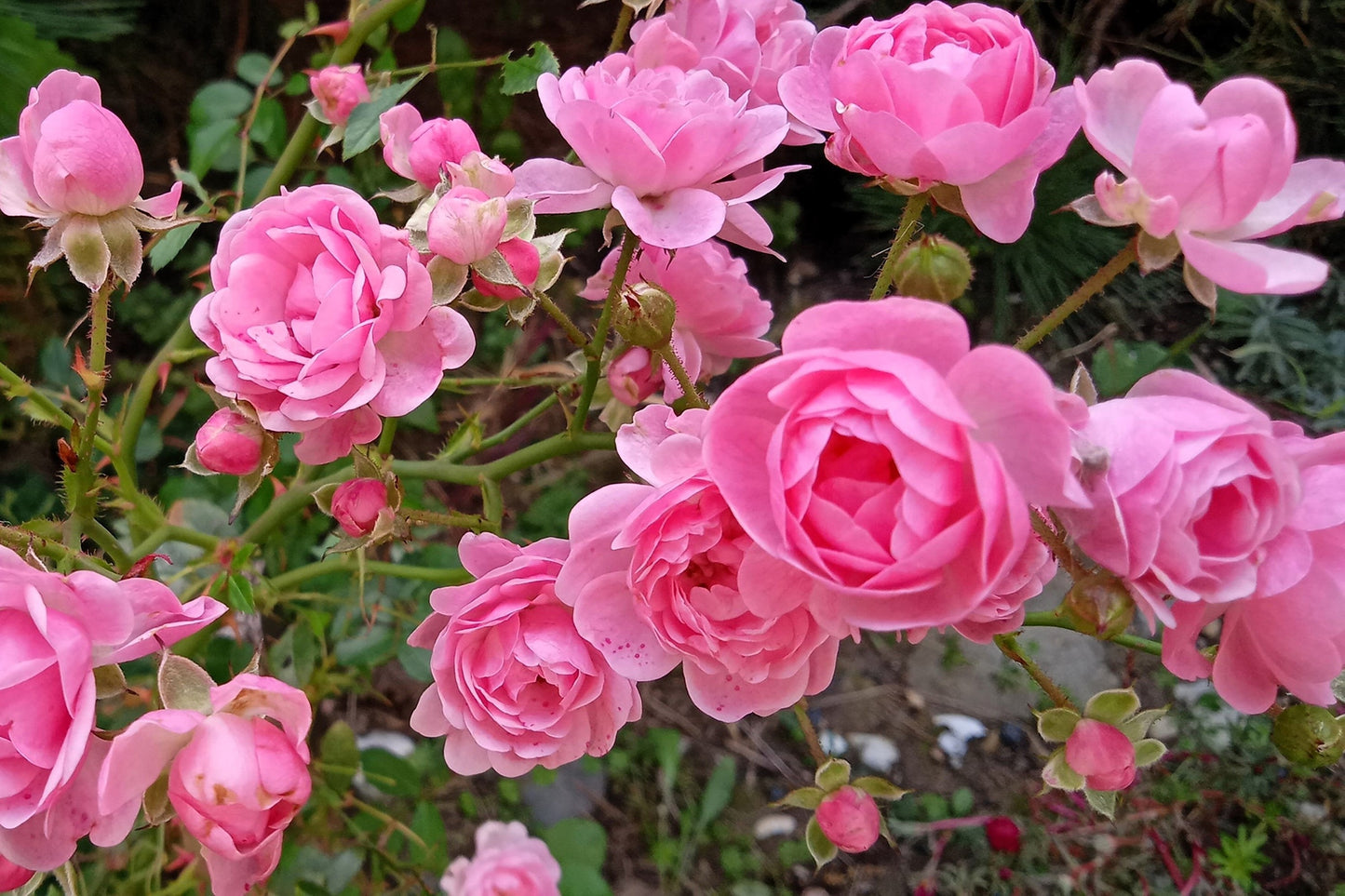 5 PINK ROSE Rosa Bush Shrub Perennial Flower Seeds