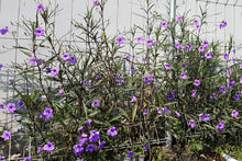 100 Blue Purple FRINGELEAF PETUNIA Wild Ruellia Humilis Perennial Native Flower Seeds