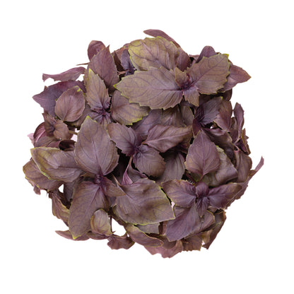 500 RED RUBIN BASIL Ocimum Basilicum Purpurascens Spicy Herb White & Lavender Flowers Seeds