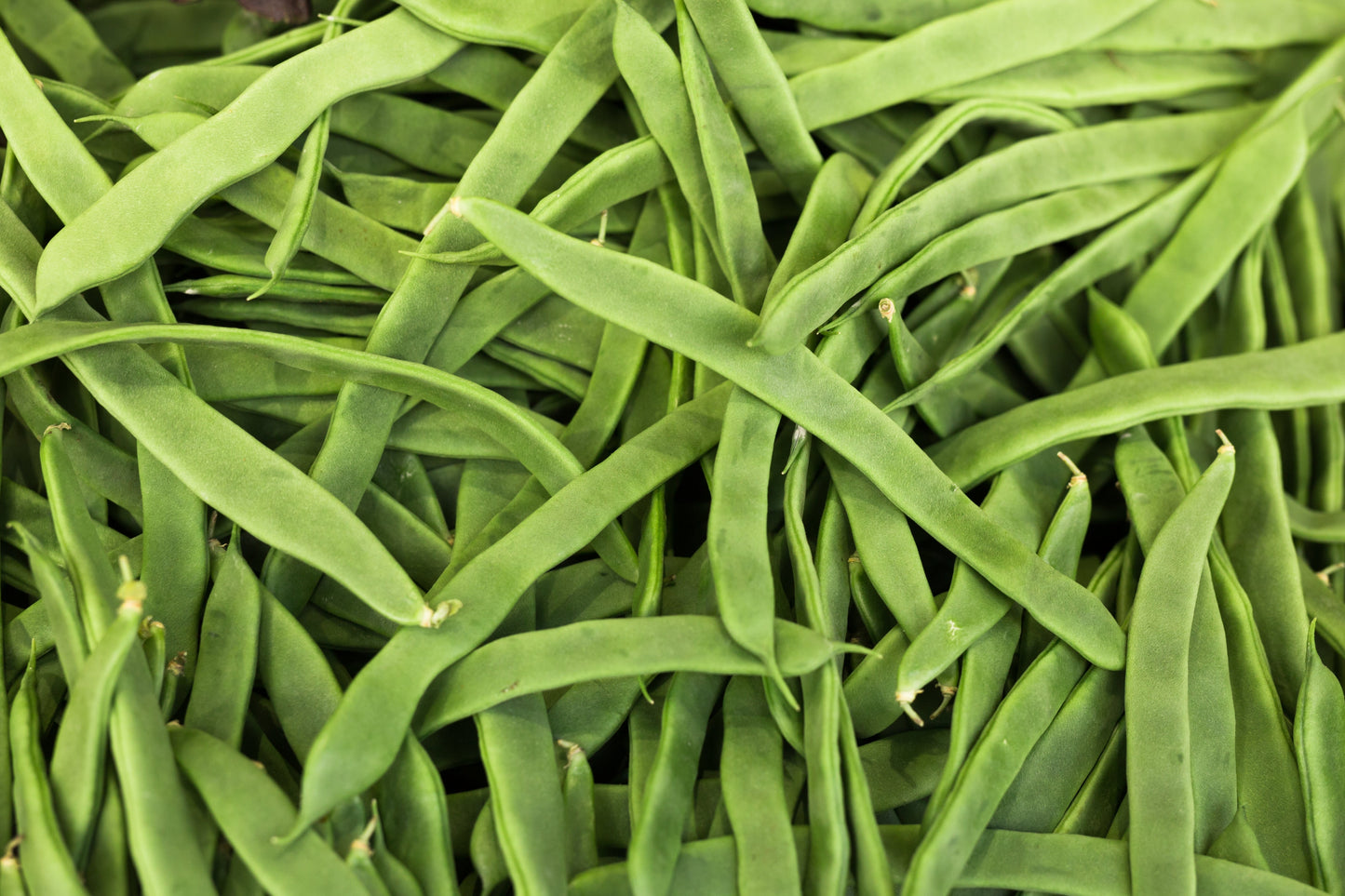 50 ROMA Italian GREEN BEAN Phaseolus Vulgaris Vegetable Seeds