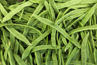 50 ROMA Italian GREEN BEAN Phaseolus Vulgaris Vegetable Seeds