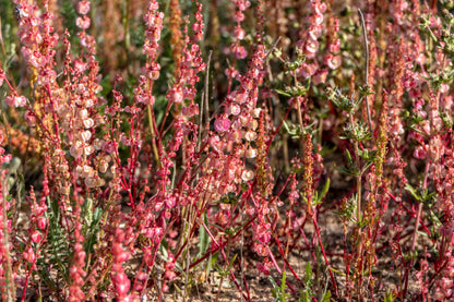 100 SHEEP SORREL Rumex Acetosella Red Field Sorrel Sour Weed Herb Flower Seeds