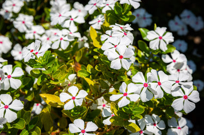 100 BRIGHT EYES PERIWINKLE Vinca Rosea Dwarf White & Pink Flower Seeds