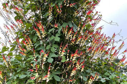 10 FIRECRACKER VINE Flower Mina Lobata Exotic Love Spanish Flag Ipomoea Seeds