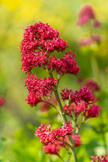 50 RED JUPITER'S BEARD Valerian Keys of Heaven Centranthus Ruber Flower Seeds