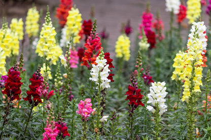 2000 SNAPDRAGON CORONA MIX Antirrhinum Majus Flower Seeds
