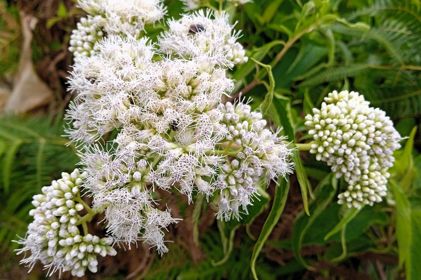 50 Mixed Colors JOE PYE WEED Eupatorium Maculatum Flower Seeds