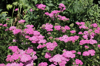250 PINK Cerise QUEEN YARROW Achillea Millefolium Flower Seeds