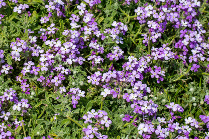 500 EVENING ( night ) SCENTED STOCK Matthiola Longipetala Bicornis Flower Seeds