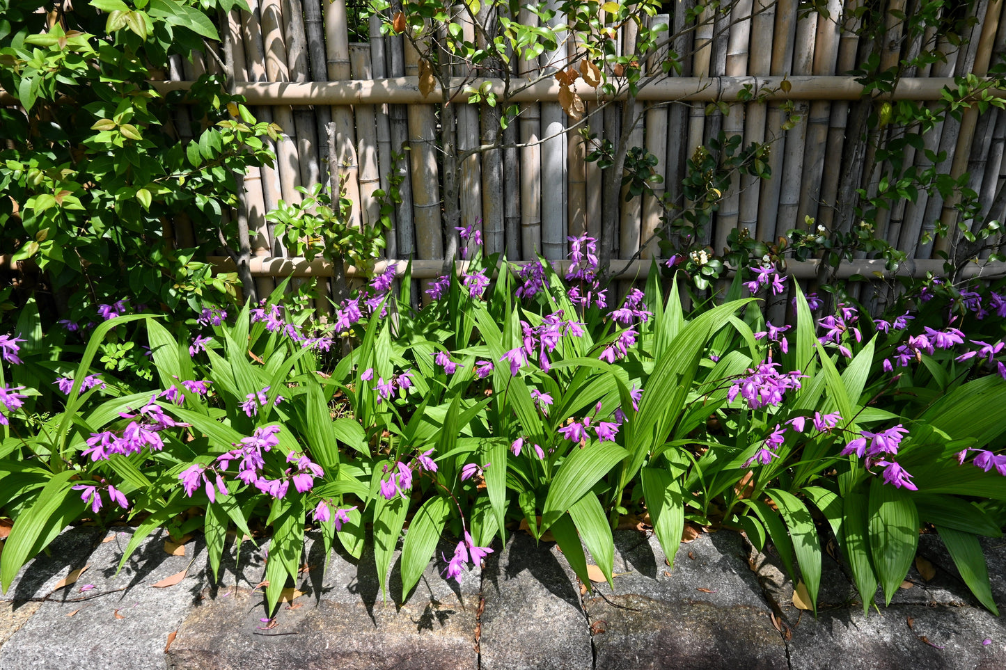 50 Hardy CHINESE GROUND ORCHID Bletilla Striata Purple Flower Seeds