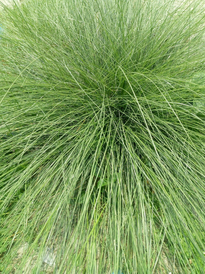 200 PRAIRIE DROPSEED Ornamental Native Grass Sporobolus Heterolepis Seeds