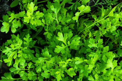1500 WRINKLED CRINKLED CRESS Garden Lepidium Sativum Greens Vegetable Seeds