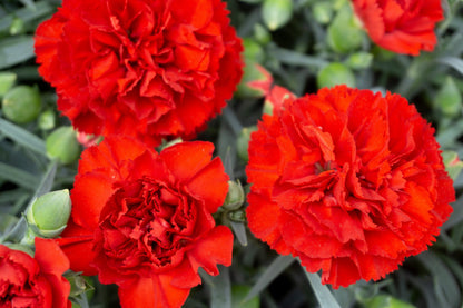 50 SCARLET RED CARNATION Dianthus Caryophyllus Grenadin Double Flower Seeds