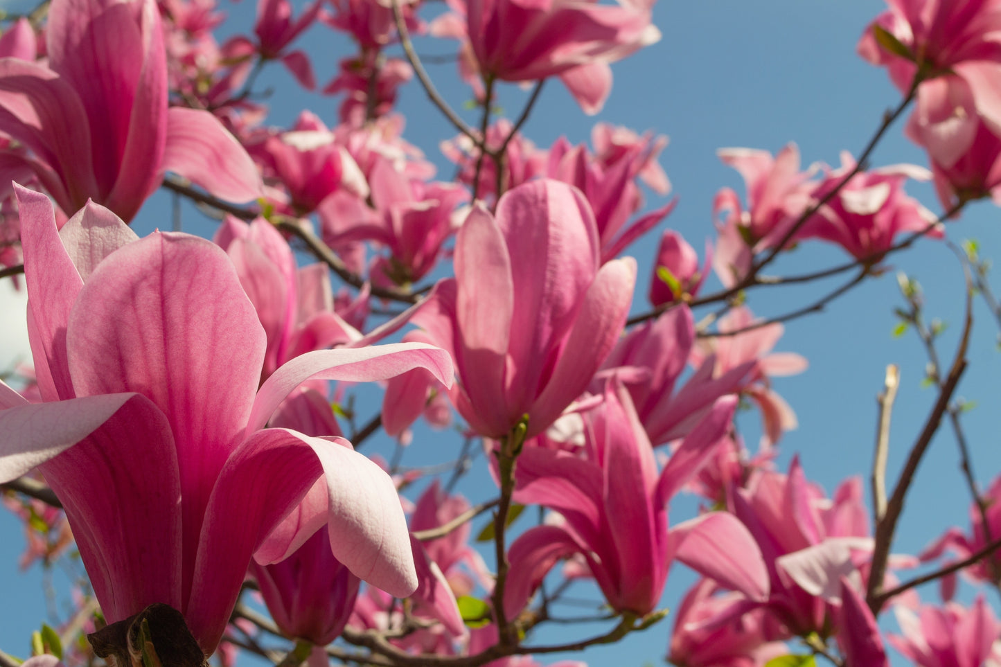 5 SAUCER MAGNOLIA x Soulangeana Denudata & Liliiflora 5 - 10" Pink & White Flower Tulip Tree Seeds