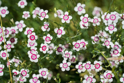 550 MAIDEN PINKS Mixed Colors Dianthus Deltoides Flower Seeds