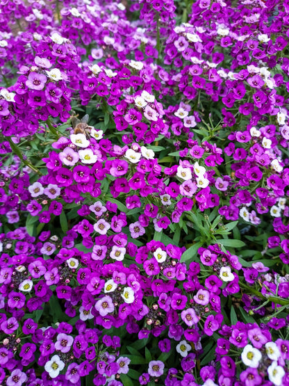100 EASTER BONNET ALYSSUM Lobularia Maritima Bright Violet Purple Flower Seeds