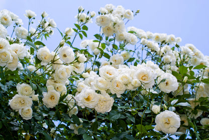 5 WHITE ROSE Rosa Bush Shrub Perennial Flower Seeds