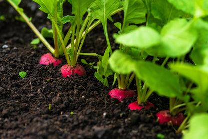 500 SPARKLER WHITE Tip RADISH Sweet European Red Raphanus Sativus Vegetable Seed