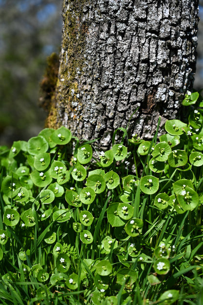 100 MINER'S LETTUCE Winter Purslane Spinach Claytonia Perfoliata Vegetable Seeds