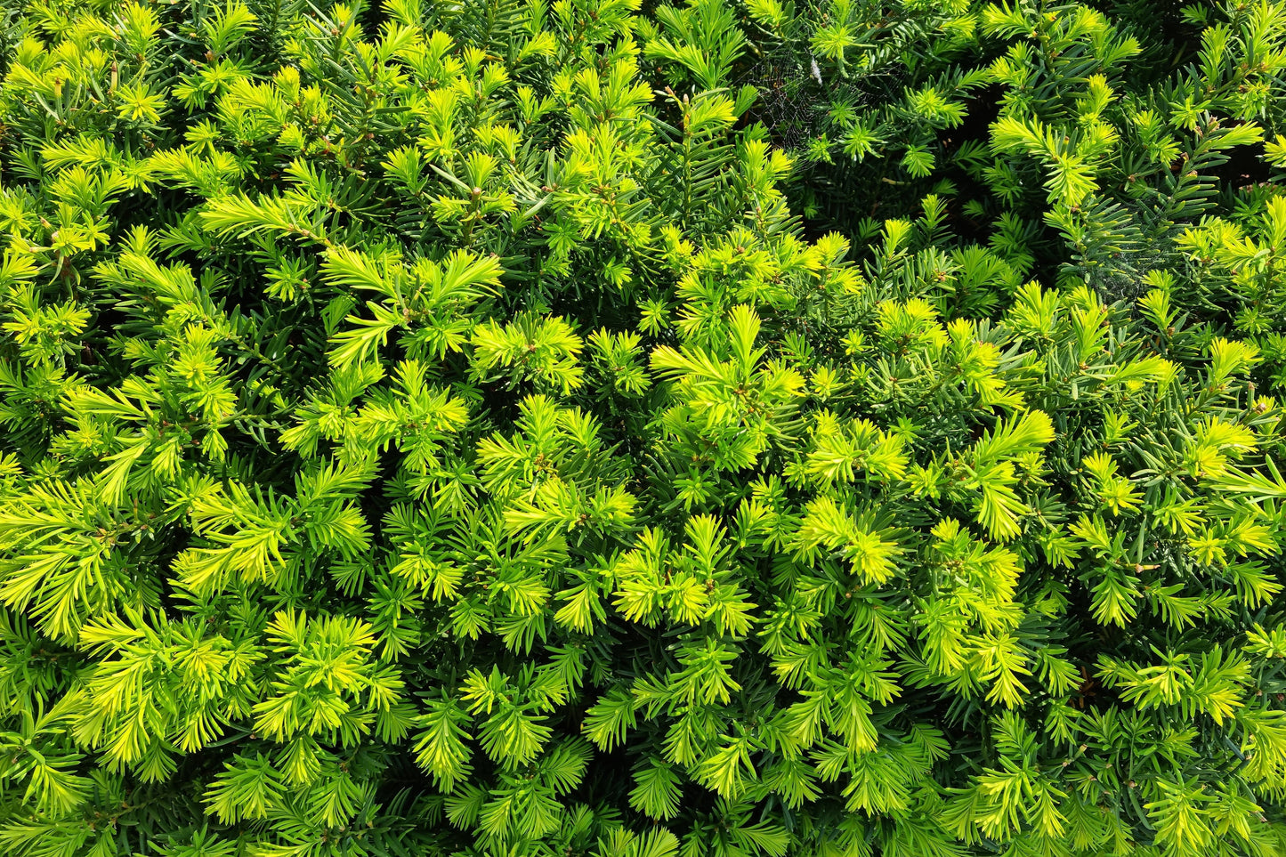 10 ENGLISH YEW Taxus Baccata Tree Shrub Conifer Sun or Shade Red Ornamental Berry Seeds