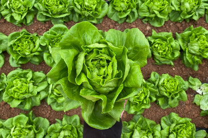 2000 BIBB LETTUCE Butterhead Lactuca Sativa Vegetable Seeds