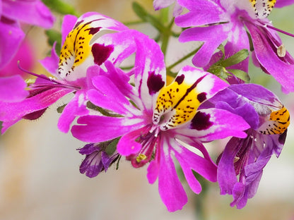 200 Mixed Colors BUTTERFLY ORCHID (Poor Mans Orchid / Angel Wings) Schizanthus Wisetonensis Flower Seeds