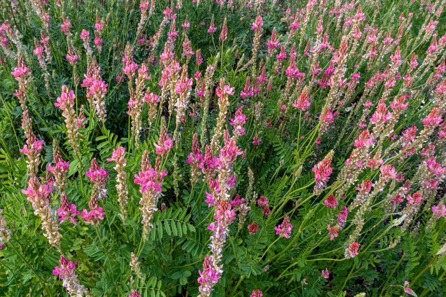 50 TRUE INDIGO Dye Indigo Indigofera Tinctoria Pink Purple Sub Shrub Flower Seeds