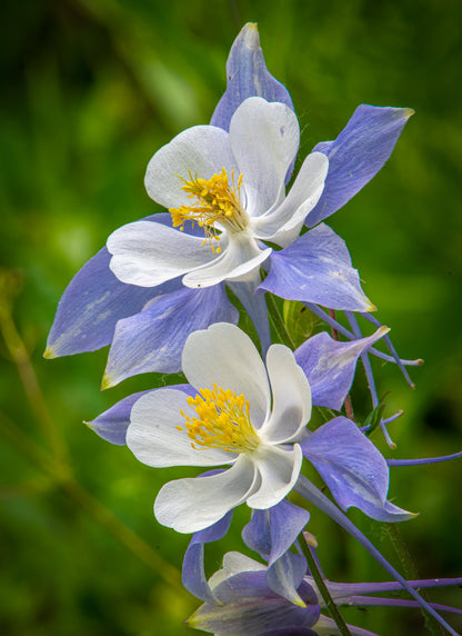 50 MCKANAS GIANT COLUMBINE Mixed Colors Aquilegia Hybrida Flower Seeds