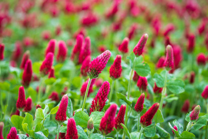 3000 CRIMSON CLOVER (Carnation, French, or Italian Clover) Trifolium Incarnatum Flower Seeds