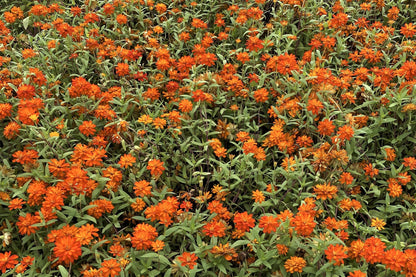 250 ORANGE KING ZINNIA Elegans Flower Seeds