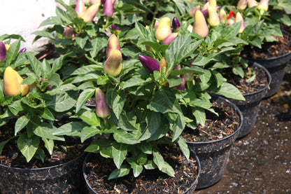 25 BOLIVIAN RAINBOW PEPPER Multi Colored Chili Capsicum Annuum Vegetable Seeds