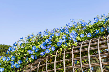 50 Heavenly BLUE MORNING GLORY Ipomoea Tricolor Vine Flower Seeds