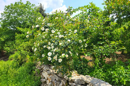 10 WHITE JAPANESE ROSE Rosa Rugosa Alba Bush Rugosa Rose Flower Seeds