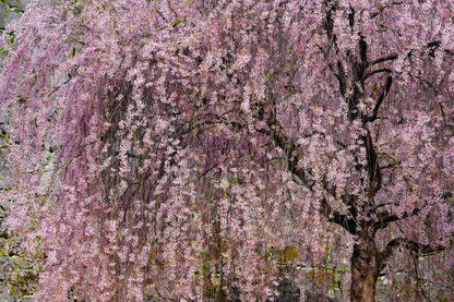 10 WEEPING HIGAN CHERRY Tree Japanese Prunus Subhirtella Pendula Pink Flower Seeds