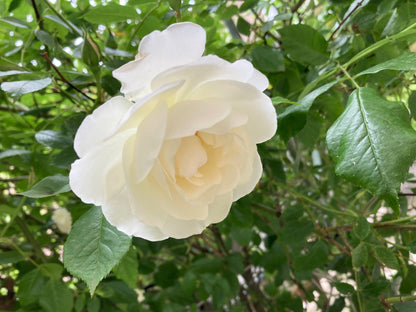5 WHITE ROSE Rosa Bush Shrub Perennial Flower Seeds