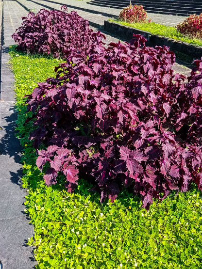 300 PURPLE SHISO aka PERILLA Frutescens Ornamental Herb Seeds Green & Purple