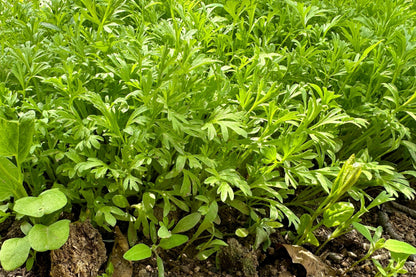 1500 WRINKLED CRINKLED CRESS Garden Lepidium Sativum Greens Vegetable Seeds
